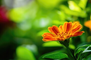 Wall Mural - A close-up shot of an orange flower with green leaves, perfect for nature-inspired designs and illustrations