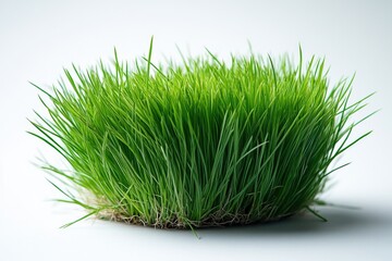 Wall Mural - A close-up of a healthy green plant growing on a clean white surface