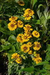 Wall Mural - Helenium 'Zimbelstern' ion close up
