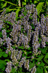 Wall Mural - Agastache Hybrid Hortvs Selection