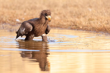 Wall Mural - Stelleŕs seaeagle,  Haliaeetus pelagicus, Czech republic
