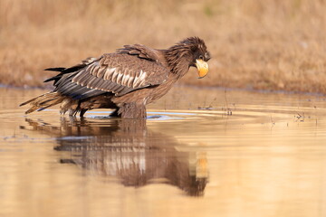 Wall Mural - Stelleŕs seaeagle,  Haliaeetus pelagicus, Czech republic