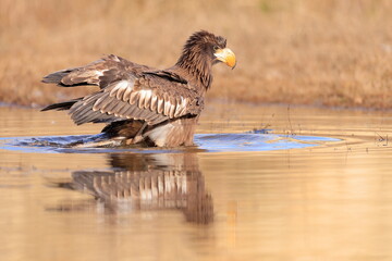 Wall Mural - Stelleŕs seaeagle,  Haliaeetus pelagicus, Czech republic