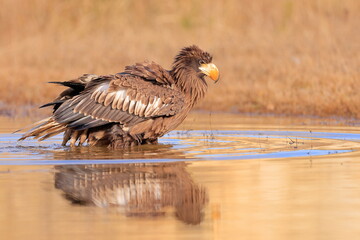 Wall Mural - Stelleŕs seaeagle,  Haliaeetus pelagicus, Czech republic