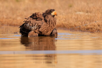Wall Mural - Stelleŕs seaeagle,  Haliaeetus pelagicus, Czech republic