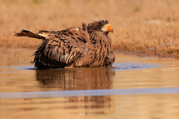 Wall Mural - Stelleŕs seaeagle,  Haliaeetus pelagicus, Czech republic