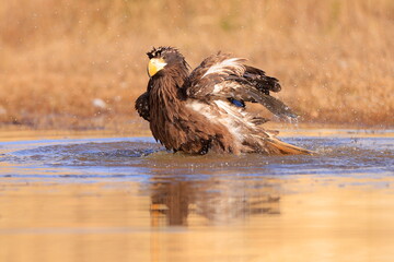 Wall Mural - Stelleŕs seaeagle,  Haliaeetus pelagicus, Czech republic
