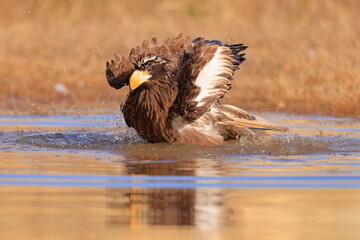 Wall Mural - Stelleŕs seaeagle,  Haliaeetus pelagicus, Czech republic