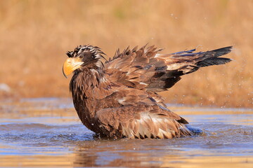 Wall Mural - Stelleŕs seaeagle,  Haliaeetus pelagicus, Czech republic