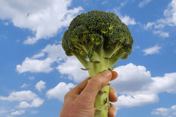 Wall Mural - Brocoli tenu en main en gros plan sur fond de ciel avec des nuages