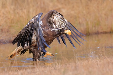 Wall Mural - Stelleŕs seaeagle,  Haliaeetus pelagicus, Czech republic