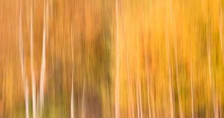Aufkleber - a blurry photo of trees with yellow leaves. The trees are tall and thin, and the leaves are vibrant and colorful. Scene is serene and peaceful, as the trees seem to be standing tall