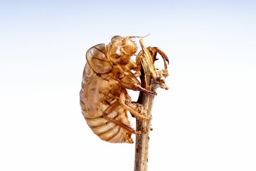 Cicada shell on twig close-up