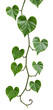 © Flowal93 - Heart-shaped green ivy vine with leaves isolated on a transparent background