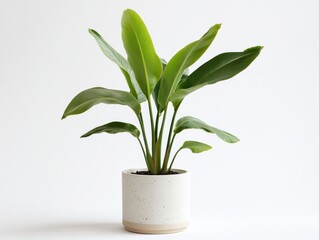 Green foliage plant in a modern speckled pot against a white background studio setup