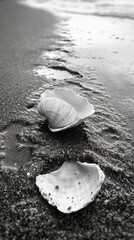 Poster - A broken shell lies gracefully on the wet sand, reflecting the soft hues of the shore. Surrounding it, the gentle waves create a serene atmosphere, embodying tranquil coastal moments