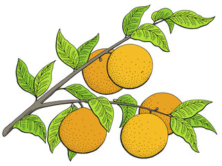 Orange fruit graphic branch color isolated sketch illustration vector