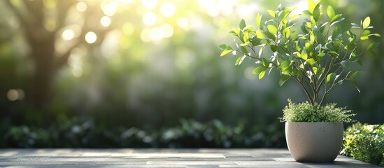 Poster - Indoor Potted Plant with Green Foliage and Small Leaves Set Against a Blurred Garden Background Featuring Soft Natural Light and Bokeh Effect