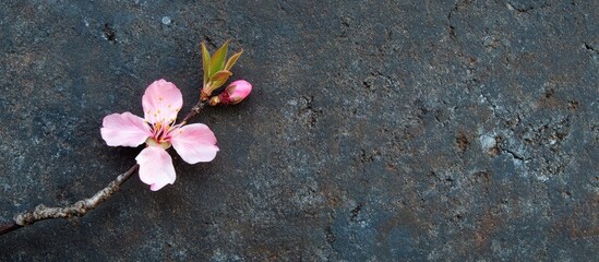 Poster - Delicate Pink Almond Blossom on Stone Surface with Natural Background and Copy Space for Text Presentation in Soft Pastel Tones