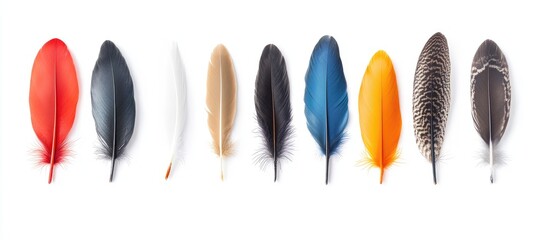 Poster - Vibrant Feather Collection on Bright White Background with Negative Space for Text featuring Red, Black, White, Brown, Blue, and Orange Feathers