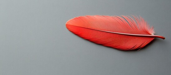 Poster - Elegant red feather texture on soft focus gray background with ample copyspace for text in a macro photography composition.