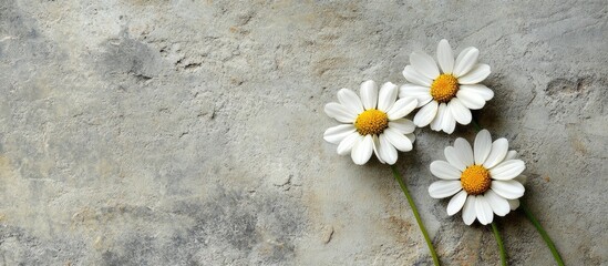 Poster - Joyful White Daisies on Crude Gray Surface with Empty Copy Space for Text in Natural Light Setting