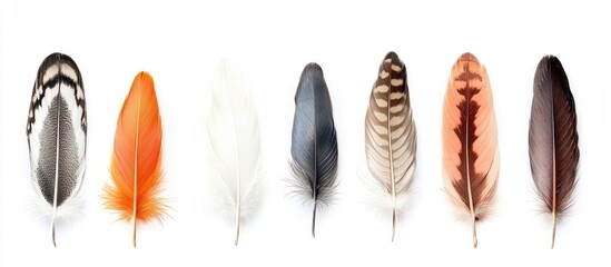 Poster - Colorful Feather Display Isolated on Bright White Background with Space for Text Featuring Various Textures and Patterns in Natural Tones