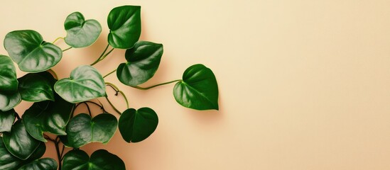 Poster - Vibrant Peperomia Hope climbing plant featuring heart-shaped green leaves on a soft pastel beige background with ample empty space for text design.