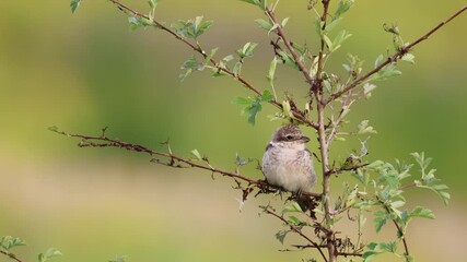 Wall Mural - A young red-backed shrike sits on a thin branch with small bush leaves toward the camera lens on a sunny summer evening.	