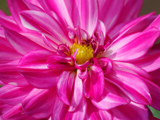 Wall Mural - Macro of a red dahlia flower in french garden