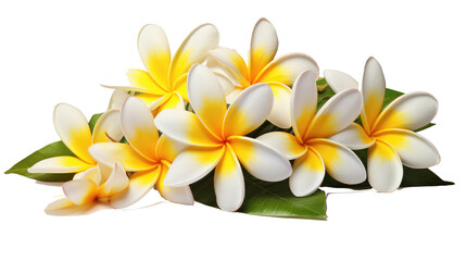 frangipani flower isolated on white