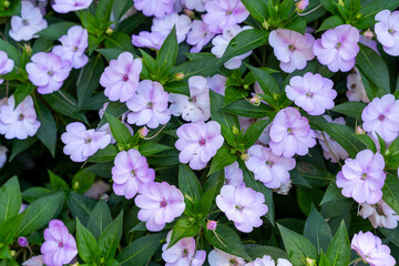 Close up of Impatiens hawkeri 'Icy Blue' Light Purple Flowers with Lush Foliage.