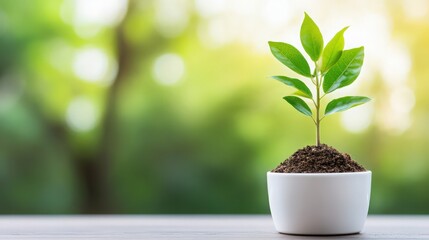 Wall Mural - A small plant is in a white bowl on a wooden table