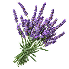 Wall Mural - bunch of lavender isolated on transparent background cutout