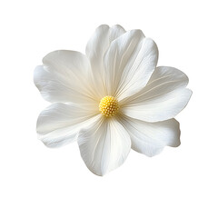 Wall Mural - white flower isolated on transparent background cutout