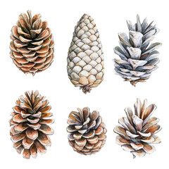 Poster - Watercolor painting of pine cones on a black background showcasing intricate details and textures isolated on a white background.