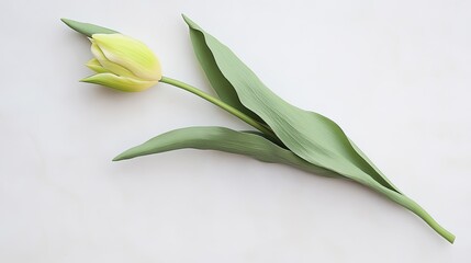 Poster - single budding tulip placed on matte white background with soft natural lighting