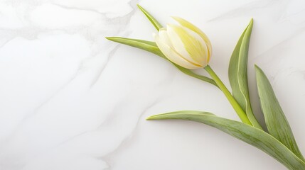 Poster - single budding tulip placed on matte white background with soft natural lighting