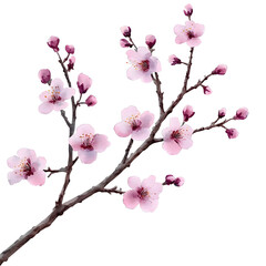 Wall Mural - cherry blossom branch watercolor isolated on transparent background cutout