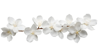 Wall Mural - white flowers branch stalk isolated on transparent background cutout