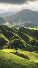 Poster - A lone tree stands majestically in the midst of lush green hills, capturing the essence of tranquility. The sun dips low, casting gentle shadows as the landscape glows with life