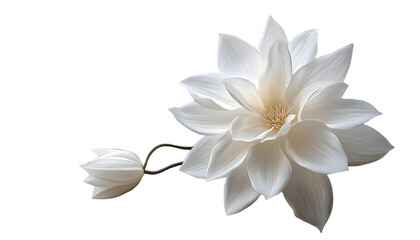 Wall Mural - white flower isolated on transparent background cutout