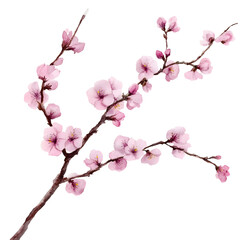 Wall Mural - cherry blossom branch watercolor isolated on transparent background cutout