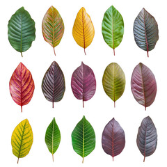 Poster - Variety of Colorful Leaves Displaying Unique Shapes and Textures