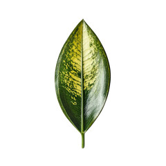 Poster - Isolated Green Leaf with Intricate Patterns and Vibrant Colors on White Background