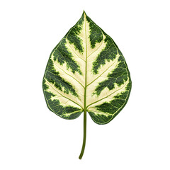 Poster - Unique Green Leaf with Variegated White Patterns and Intricate Veins