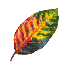 Poster - Vibrant Autumn Leaf Highlighting Unique Colors and Textures of Nature