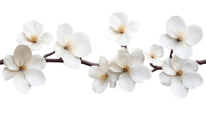 Wall Mural - white flowers branch stalk isolated on transparent background cutout