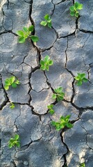 Poster - Amidst the parched texture of a cracked clay surface, small green sprouts emerge, symbolizing hope and resilience. Nature defies harsh conditions under warm sunlight