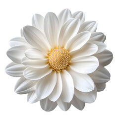 Wall Mural - white flower isolated on transparent background cutout